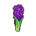 Hyacinth image